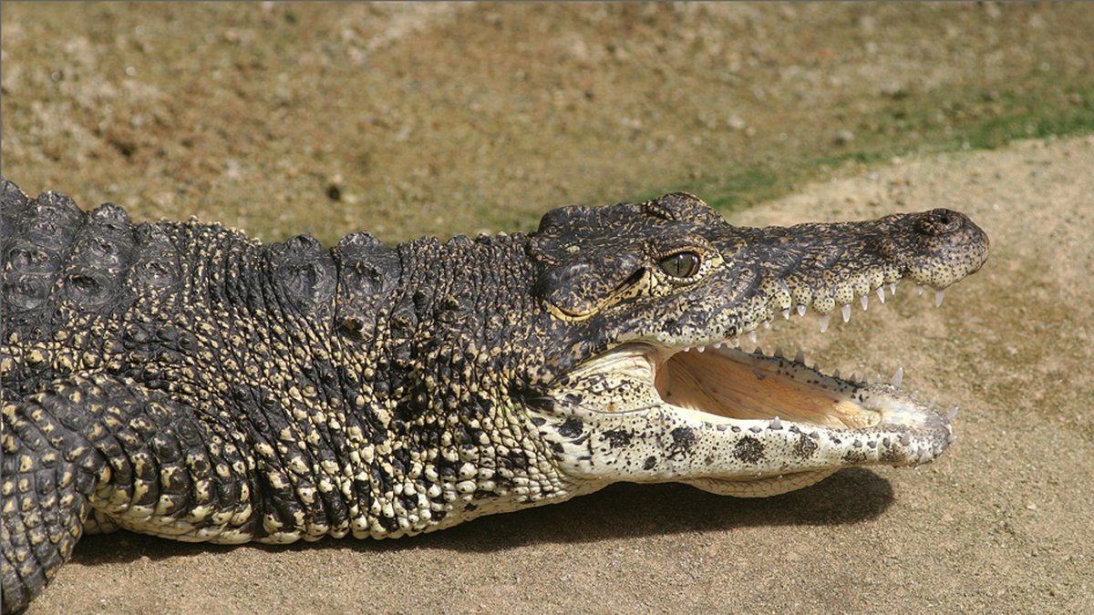 "En av världens mest utrotningshotade krokodilarter" skrev Parkens Zoo på sin hemsida om kubakrokodilen - som de sedan avlivade. 